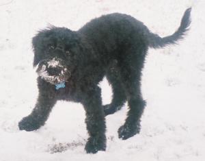 LABRADOODLEPUPPIES